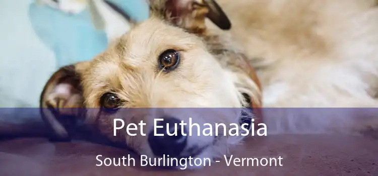 Pet Euthanasia South Burlington - Vermont