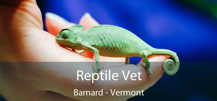 Reptile Vet Barnard - Vermont