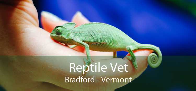 Reptile Vet Bradford - Vermont