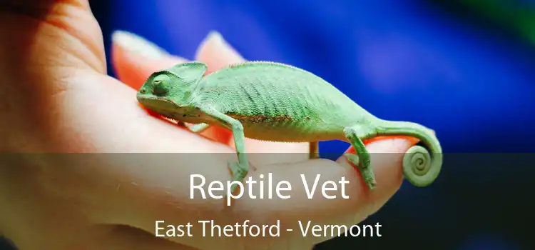 Reptile Vet East Thetford - Vermont