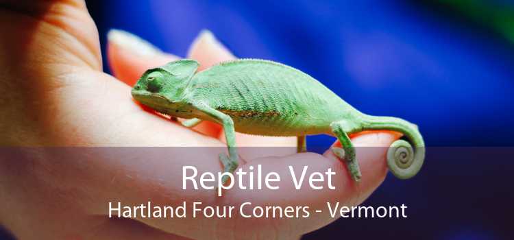 Reptile Vet Hartland Four Corners - Vermont