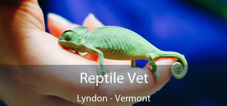 Reptile Vet Lyndon - Vermont