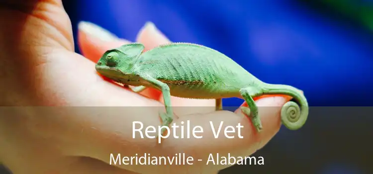 Reptile Vet Meridianville - Alabama