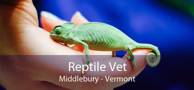 Reptile Vet Middlebury - Vermont