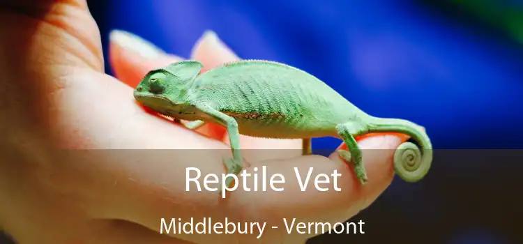 Reptile Vet Middlebury - Vermont