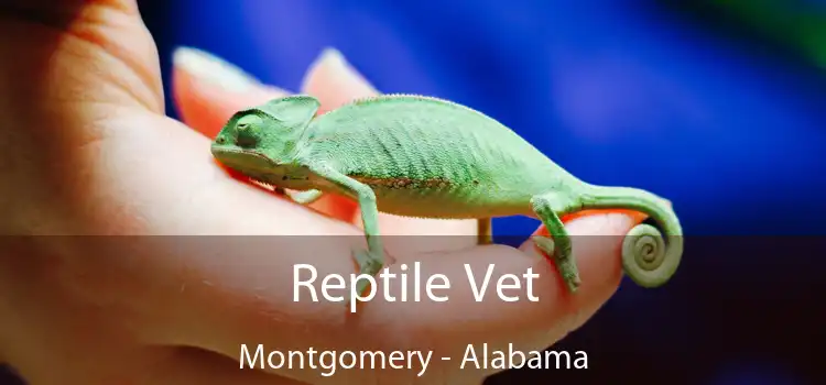 Reptile Vet Montgomery - Alabama