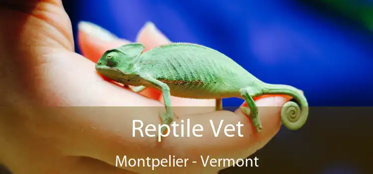 Reptile Vet Montpelier - Vermont