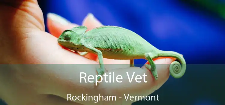 Reptile Vet Rockingham - Vermont