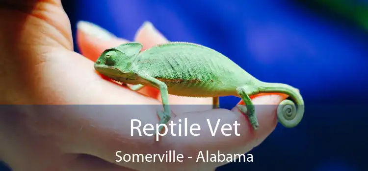 Reptile Vet Somerville - Alabama