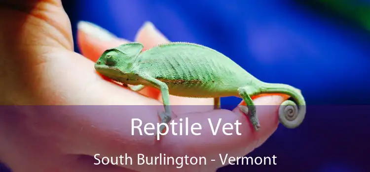 Reptile Vet South Burlington - Vermont