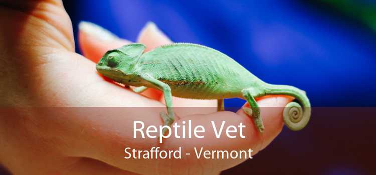 Reptile Vet Strafford - Vermont