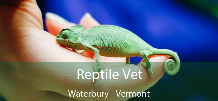 Reptile Vet Waterbury - Vermont