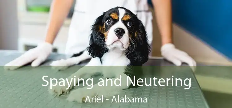 Spaying and Neutering Ariel - Alabama