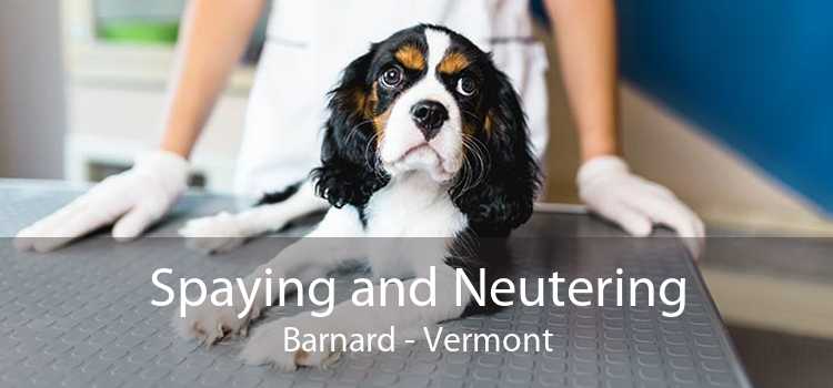 Spaying and Neutering Barnard - Vermont
