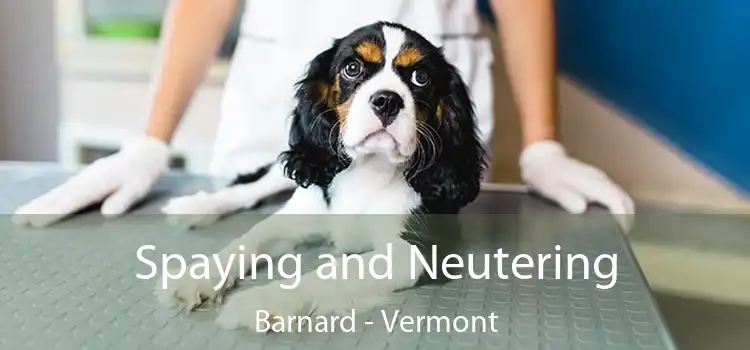 Spaying and Neutering Barnard - Vermont