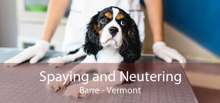 Spaying and Neutering Barre - Vermont