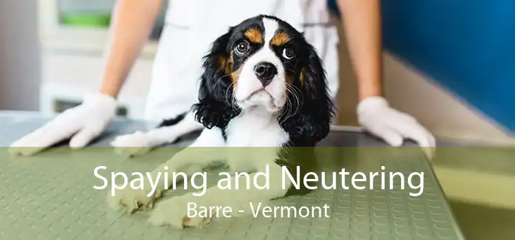 Spaying and Neutering Barre - Vermont