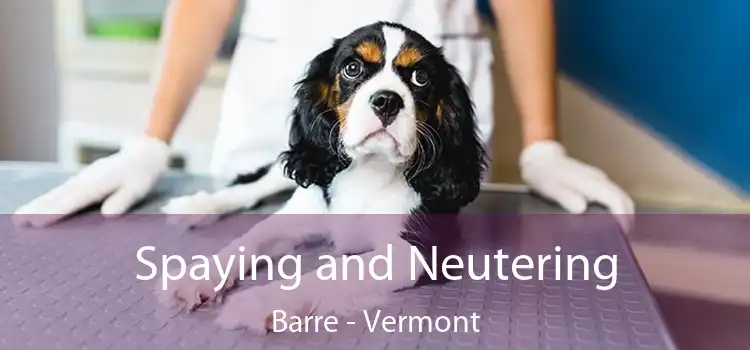 Spaying and Neutering Barre - Vermont