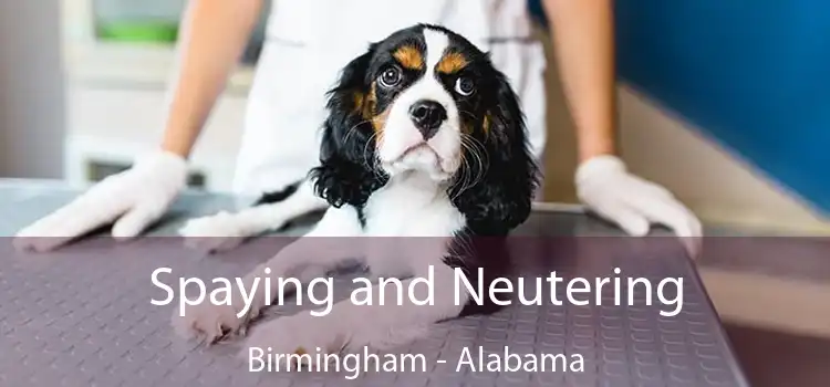 Spaying and Neutering Birmingham - Alabama