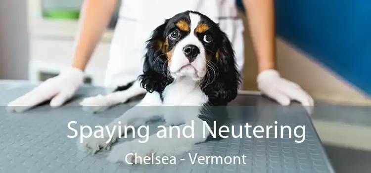 Spaying and Neutering Chelsea - Vermont