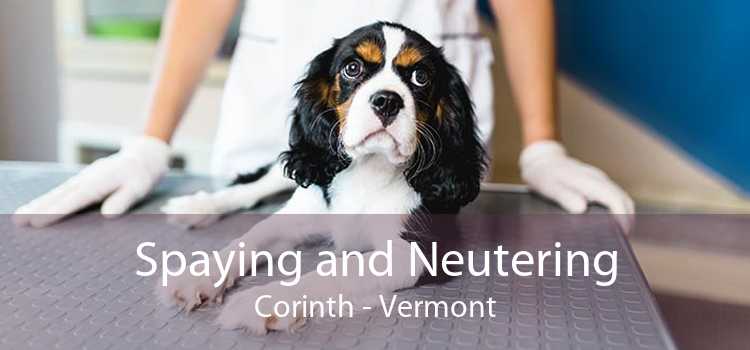 Spaying and Neutering Corinth - Vermont
