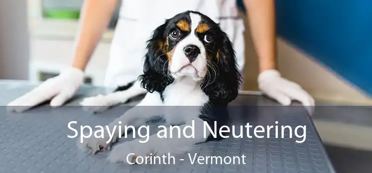 Spaying and Neutering Corinth - Vermont