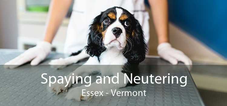 Spaying and Neutering Essex - Vermont