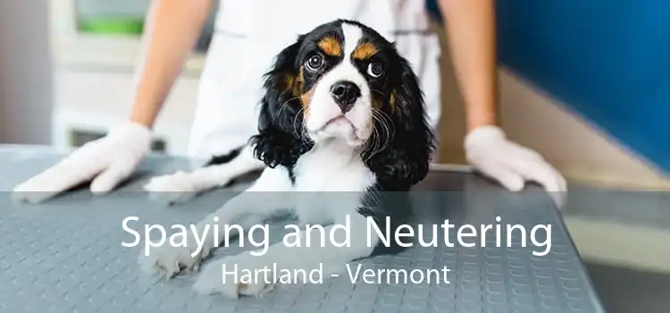 Spaying and Neutering Hartland - Vermont