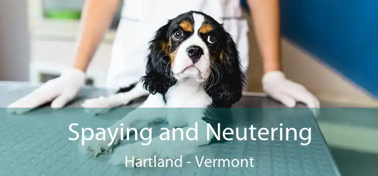 Spaying and Neutering Hartland - Vermont