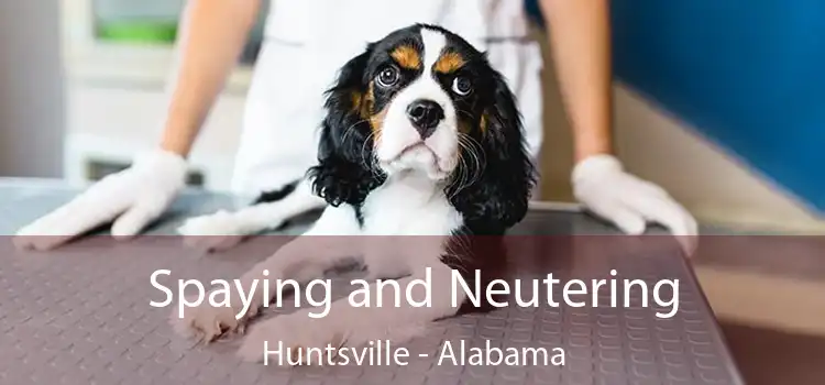 Spaying and Neutering Huntsville - Alabama