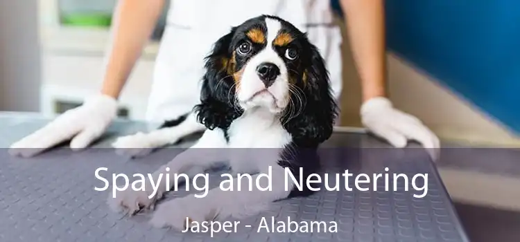 Spaying and Neutering Jasper - Alabama