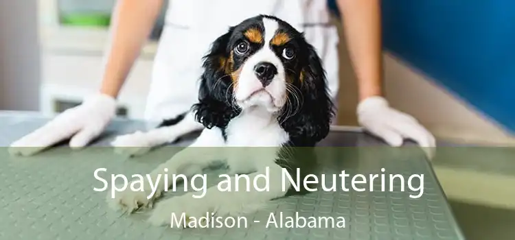 Spaying and Neutering Madison - Alabama