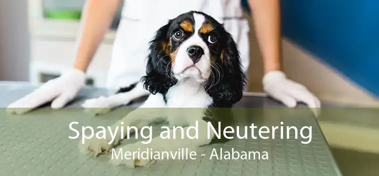 Spaying and Neutering Meridianville - Alabama