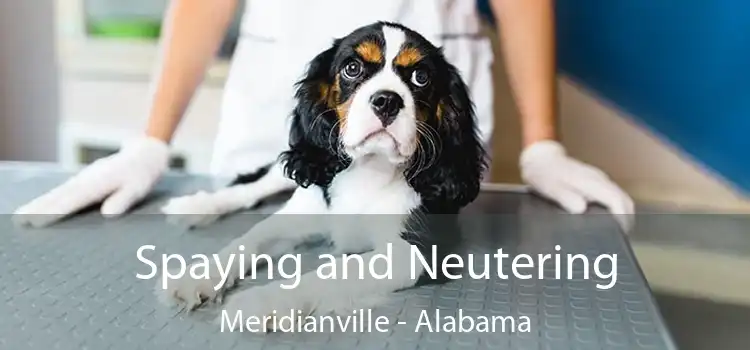 Spaying and Neutering Meridianville - Alabama