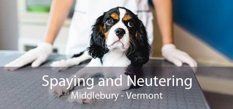 Spaying and Neutering Middlebury - Vermont