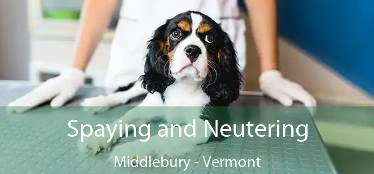 Spaying and Neutering Middlebury - Vermont