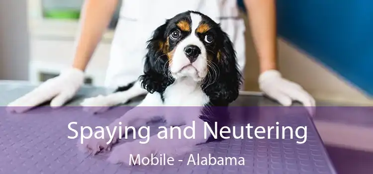 Spaying and Neutering Mobile - Alabama