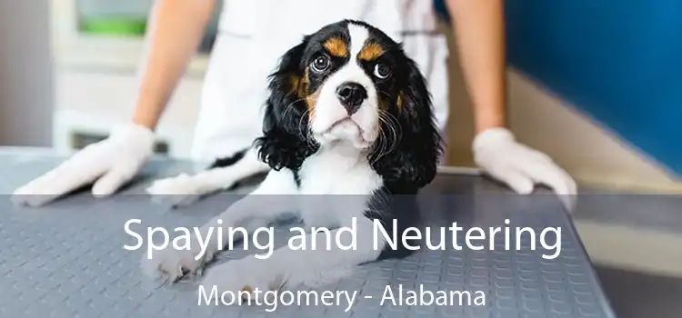 Spaying and Neutering Montgomery - Alabama