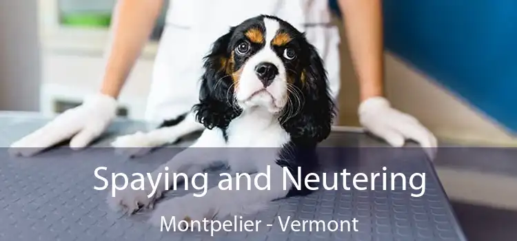 Spaying and Neutering Montpelier - Vermont