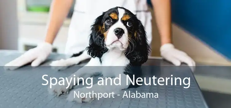 Spaying and Neutering Northport - Alabama