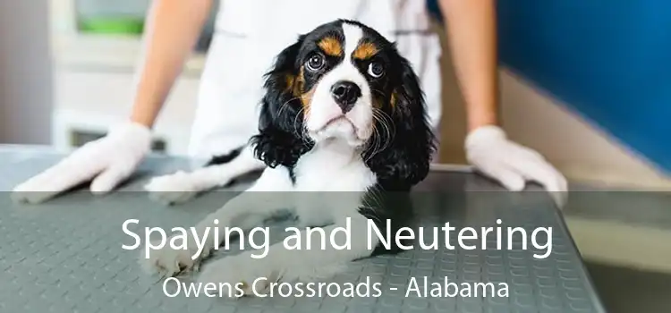 Spaying and Neutering Owens Crossroads - Alabama