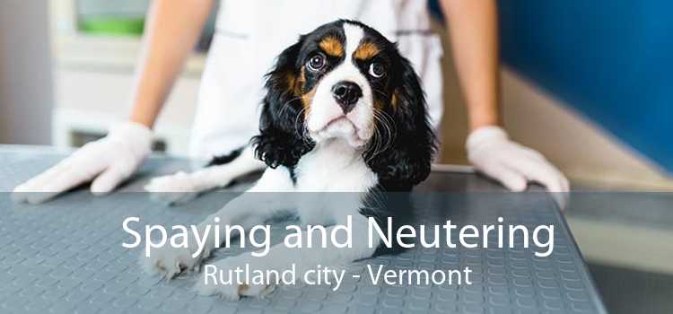 Spaying and Neutering Rutland city - Vermont