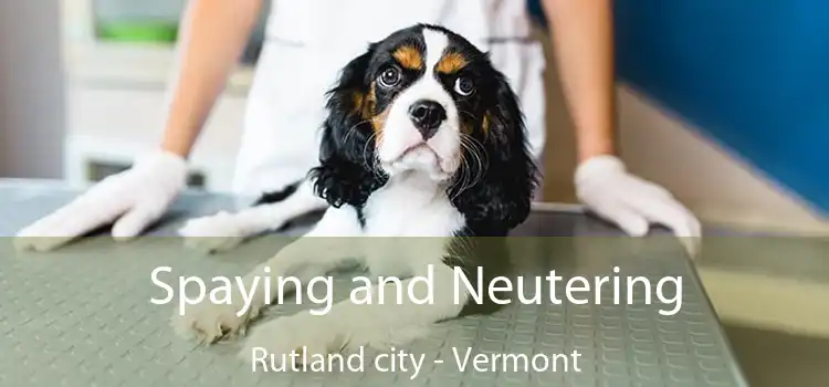 Spaying and Neutering Rutland city - Vermont