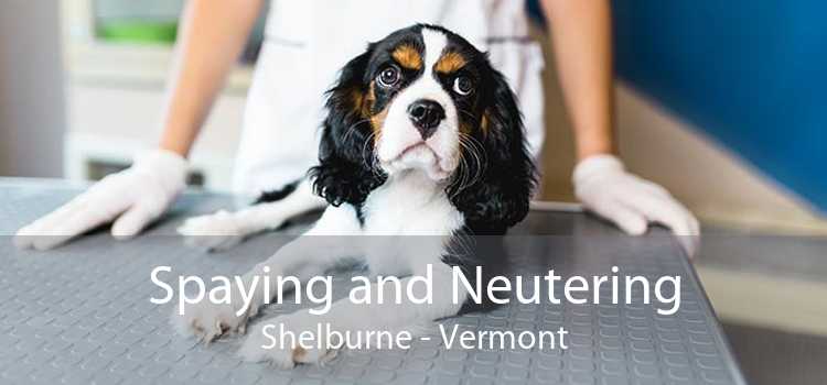 Spaying and Neutering Shelburne - Vermont