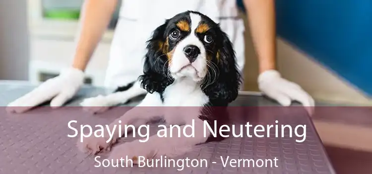 Spaying and Neutering South Burlington - Vermont