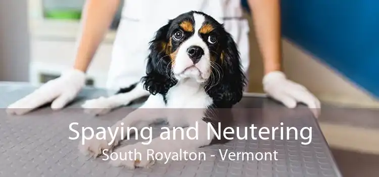 Spaying and Neutering South Royalton - Vermont