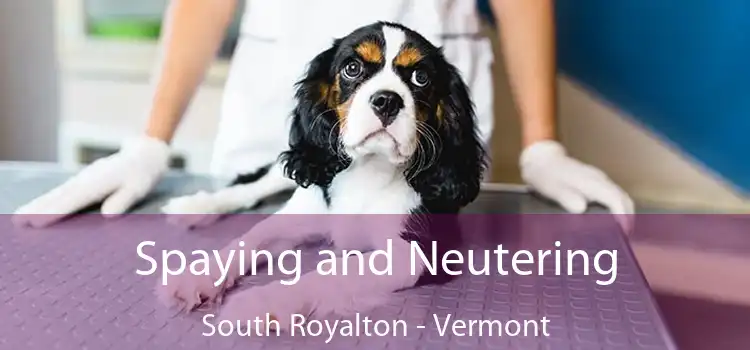 Spaying and Neutering South Royalton - Vermont