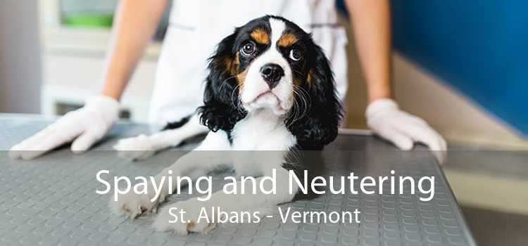 Spaying and Neutering St. Albans - Vermont