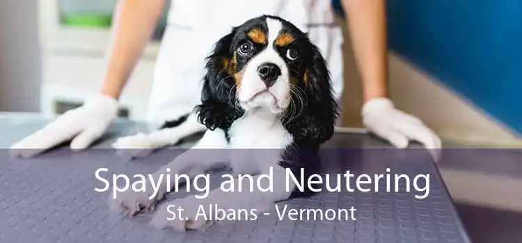 Spaying and Neutering St. Albans - Vermont