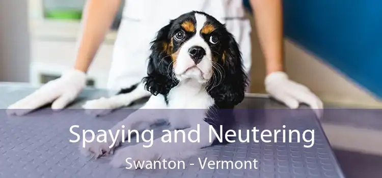 Spaying and Neutering Swanton - Vermont